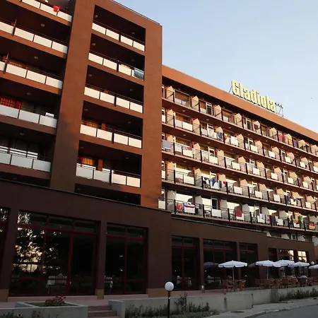 Gladiola Star Goldstrand